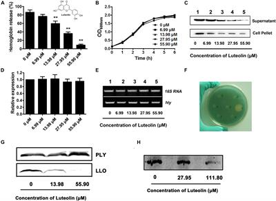 Luteolin Inhibits Listeriolysin O Translation by Directly Targeting the Coding Region of the hly mRNA
